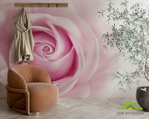 выбрать Фотошпалери Рожевий бутон троянди Фотошпалери Квіти на стіну