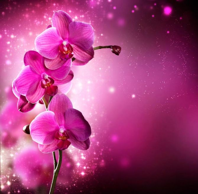 Фотообои Малиновые орхидеи веткой