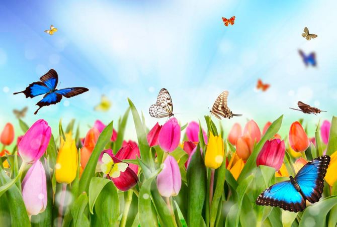 Фотошпалери Тюльпани, поле, метелики