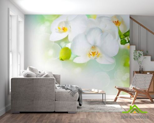 выбрать Фотошпалери Орхідеї в цвіту Фотошпалери, колір: «фото» на стіну