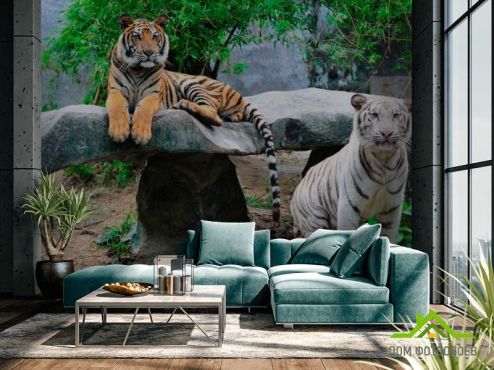 выбрать Фотообои Любознательные тигры  на стену
