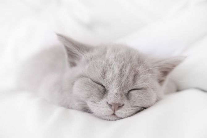 Фотошпалери сіре кошеня спить