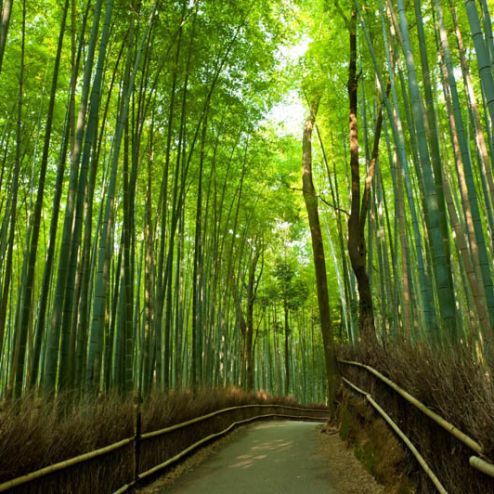 выбрать Фотообои аллея через бамбук Зеленые фотообои на стену