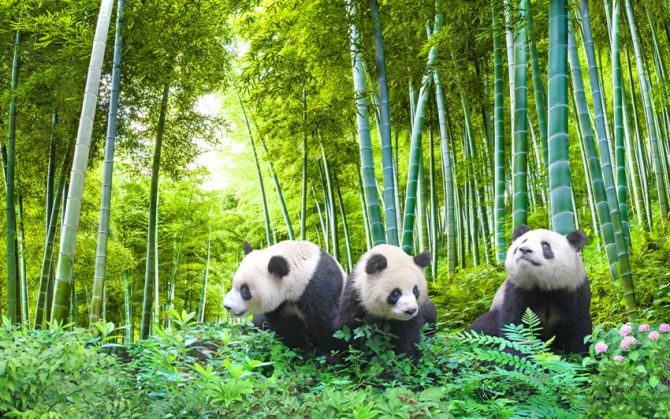 Фотошпалери Панди в бамбуку