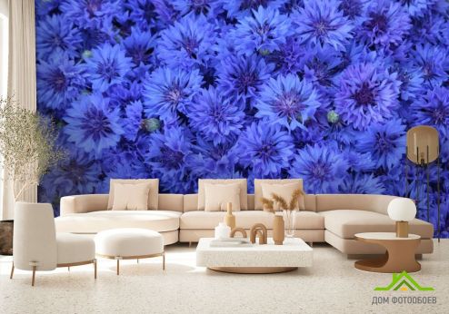 выбрать Фотообои синий Остеоспермум Фотообои Фотообои Цветы: горизонталная, горизонтальная ориентация на стену