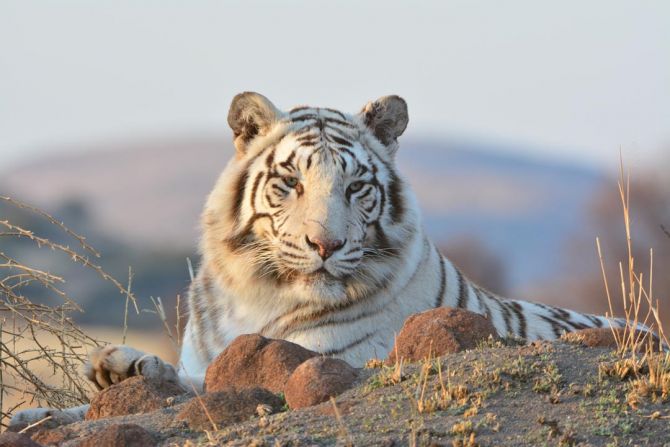 Фотошпалери білий тигр