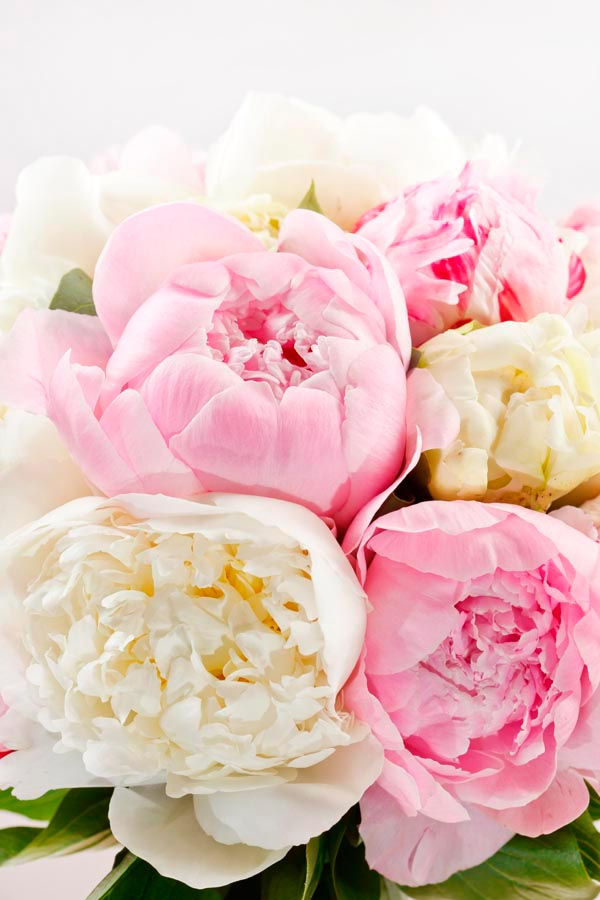 Фотообои Пионы белые и бежевые