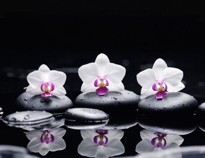 Фотошпалери Орхідея