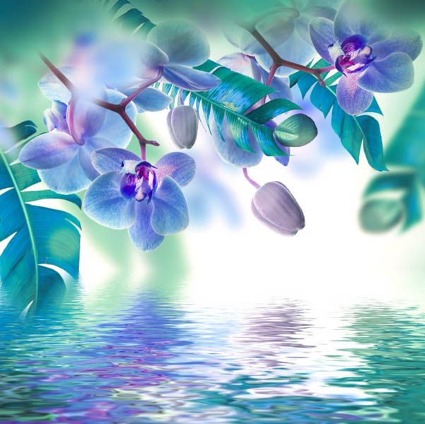Фотообои Синие орхидеи