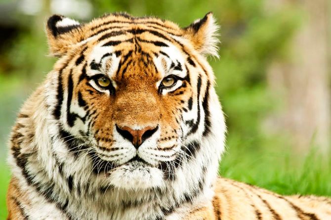 Фотошпалери Пильний погляд тигра