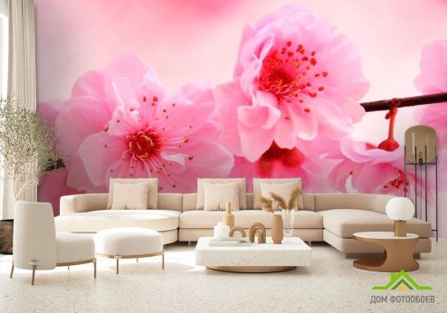 выбрать Фотообои Распустилась вишня Фотообои Фотообои Цветы: фото, розовый  на стену