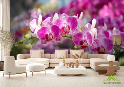 выбрать Фотообои Розовые орхидеи цветут Фотообои Фотообои Орхидеи: фото, розовый  на стену