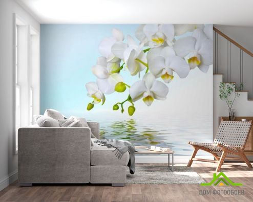 выбрать Фотообои Белые орхидеи Фотообои Фотообои Орхидеи: фото, горизонталная, горизонтальная  на стену