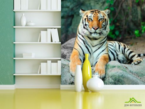 выбрать Фотообои Отдыхающий тигр Фотообои, цвет: «фото» на стену