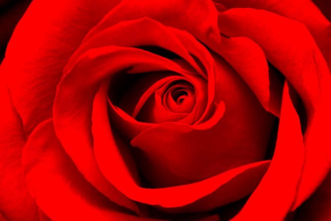 Фотошпалери Червона троянда