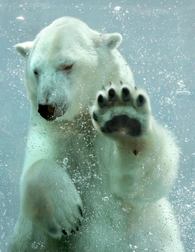 Фотошпалери білий ведмідь під водою