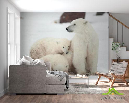 выбрать Фотообои Семья белых медведей Фотообои Фотообои Животные: горизонталная, горизонтальная ориентация на стену