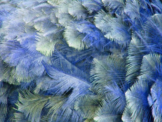 Фотообои Синие перья