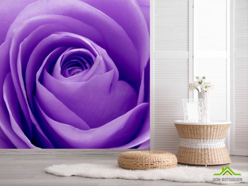 выбрать Фотообои Сиреневая роза Фотообои Фотообои Цветы: фото, квадратная  на стену