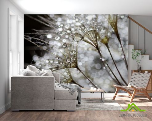 выбрать Фотообои белый одуванчик с росой Фотообои Фотообои Цветы:  на стену