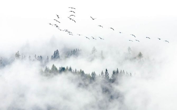 Фотошпалери Туманний ліс з птахами
