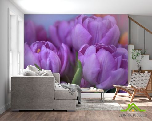 выбрать Фотошпалери фіолетовий тюльпан Фотошпалери, колір: «квадратна, горизонтальна» на стіну