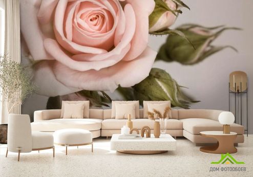 выбрать Фотообои Кремовые роза и бутоны Фотообои, цвет: «бежевый, фото» на стену
