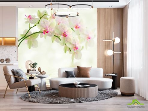 выбрать Фотообои Орхидеи над водой Фотообои, цвет: «» на стену