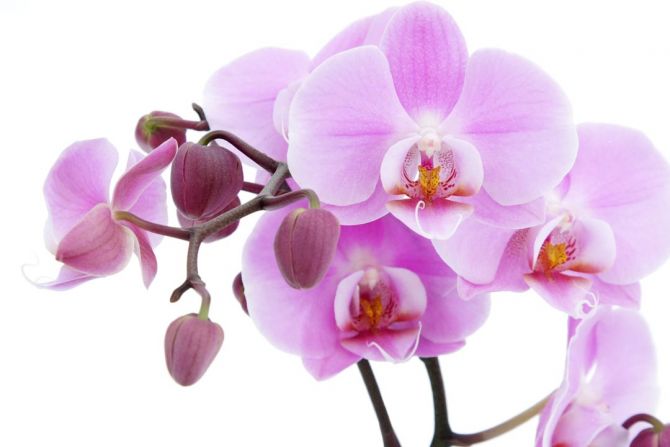 Фотообои сиреневая орхидея