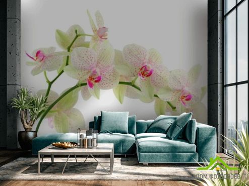 выбрать Фотообои Белые в крапинку орхидеи Фотообои Цветы на стену