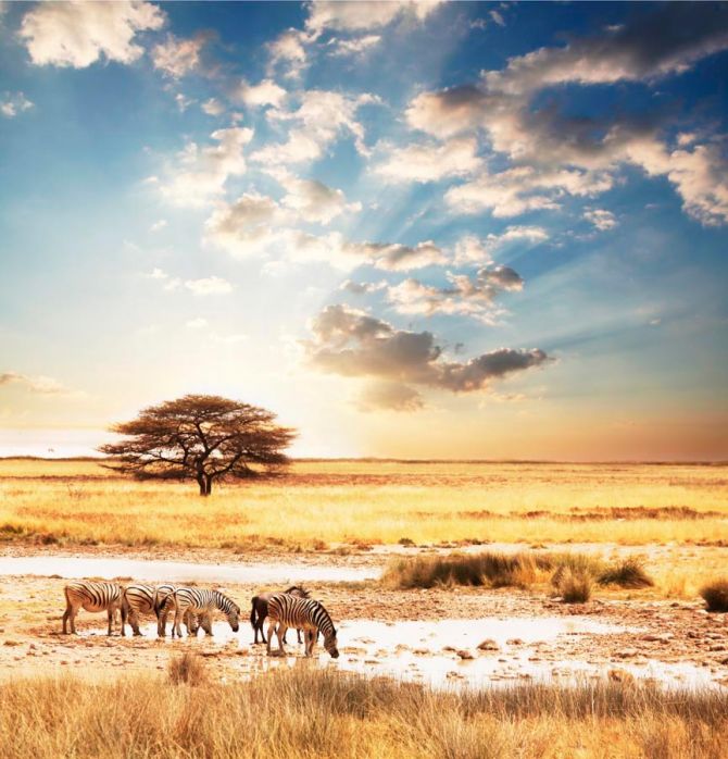 Фотообои Зебры в пустыне
