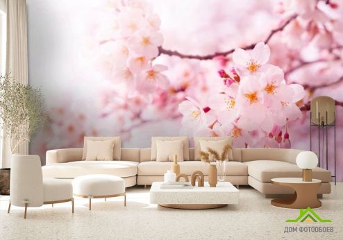 выбрать Фотообои Весной цветущая вишня Розовые фотообои на стену