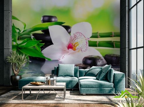 выбрать Фотошпалери Квітка орхідеї Зелені фотошпалери на стіну