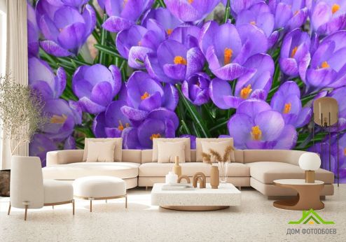 выбрать Фотообои Шафран весенний Фотообои Фотообои Цветы: горизонталная, горизонтальная ориентация на стену