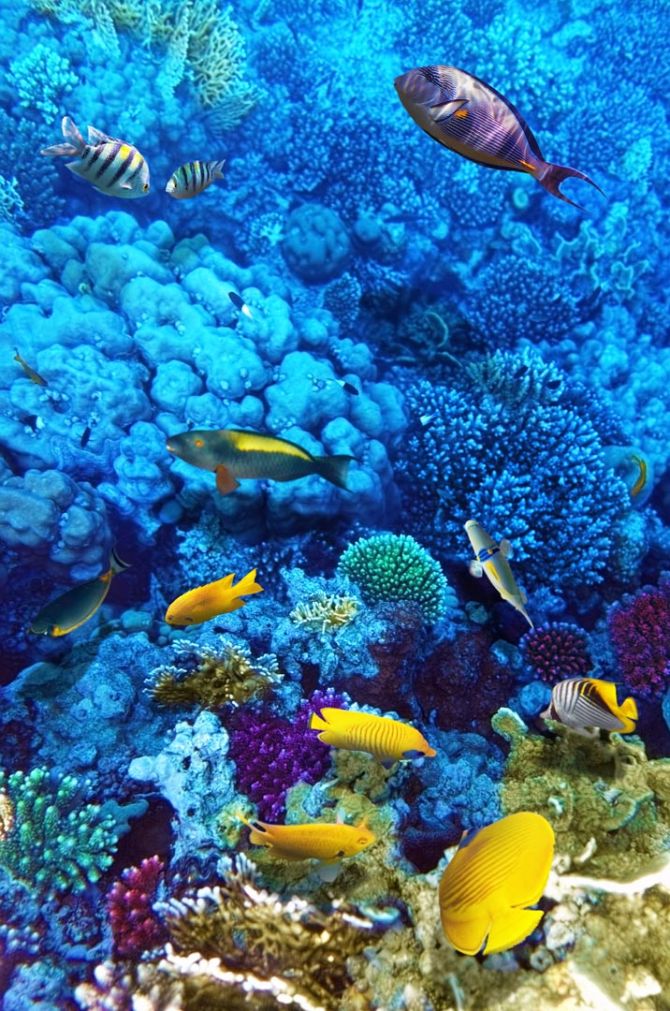 Фотообои Голубой подводный мир