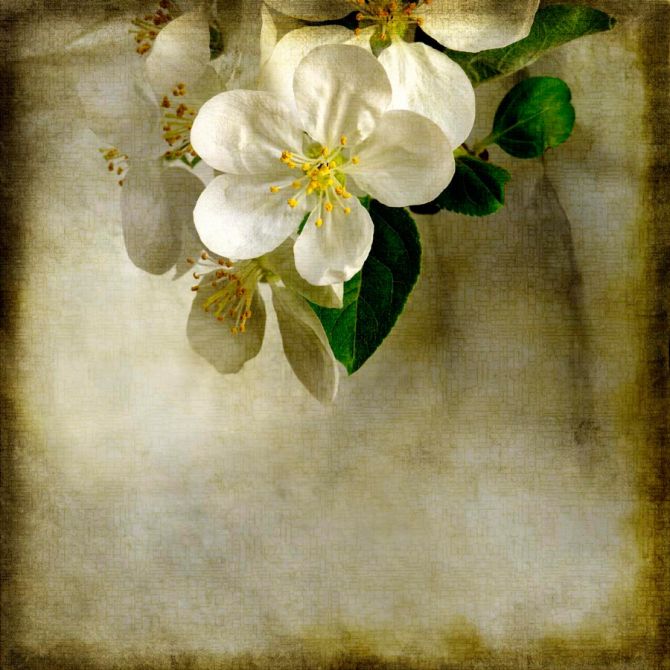Фотошпалери Квітка вишні