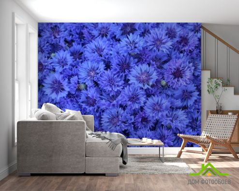 выбрать Фотообои синий Остеоспермум Фотообои Цветы на стену