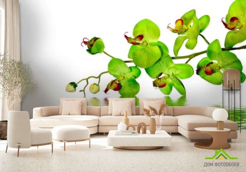 выбрать Фотообои Зеленые орхидеи Фотообои Фотообои Цветы: фото, зелений, зеленый  на стену