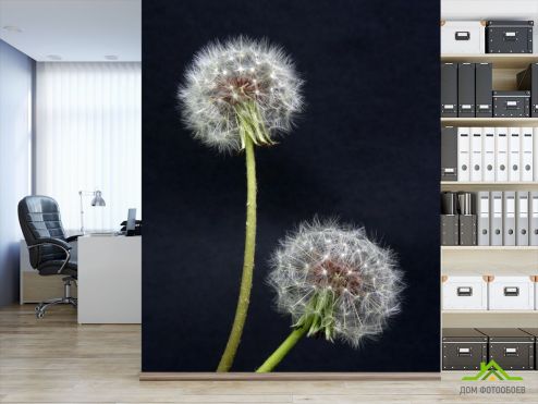 выбрать Фотошпалери два білих кульбаби Фотошпалери Фотошпалери Квіти: вертикальна орієнтація на стіну