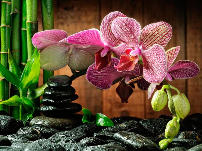 Фотошпалери Малинові полосчатиє орхідеї