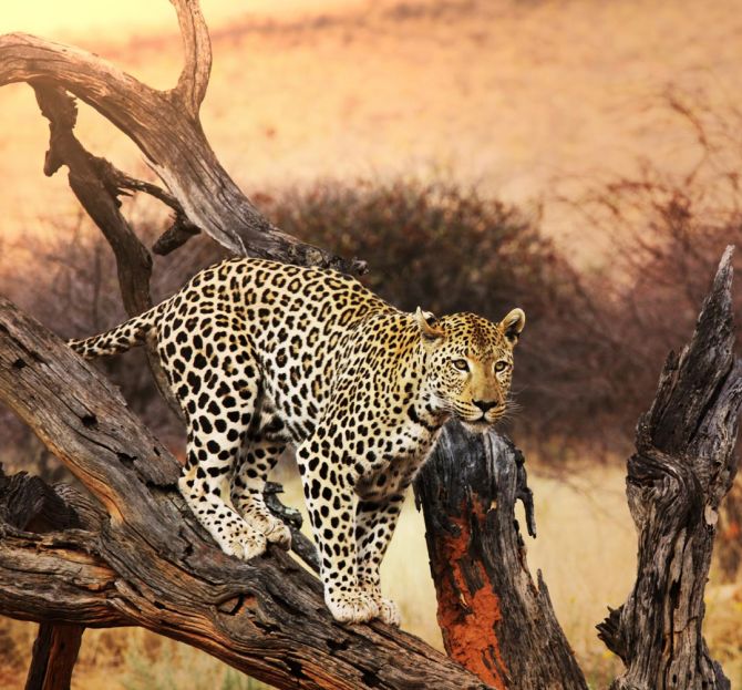 Фотошпалери леопард на гілці