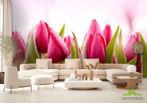 выбрать Фотообои Розово-малиновые тюльпаны Фотообои Фотообои Тюльпаны: фото  на стену