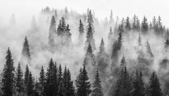 Фотообои Туманные ели