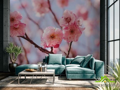 выбрать Фотошпалери Рожеві вишневі суцвіття Фотошпалери Фотошпалери Квіти: фото  на стіну