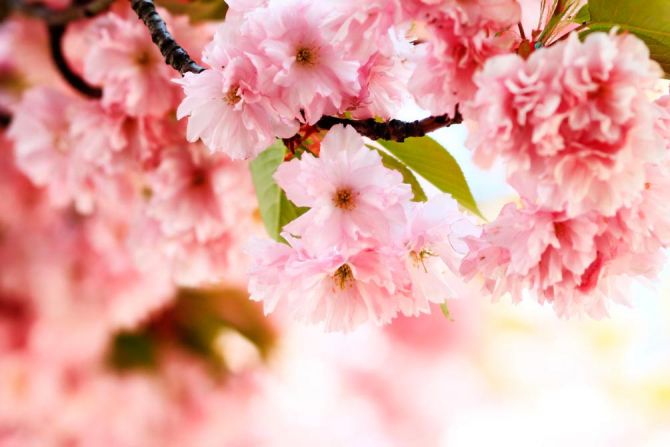 Фотошпалери Гілка ніжно-рожевих квітів
