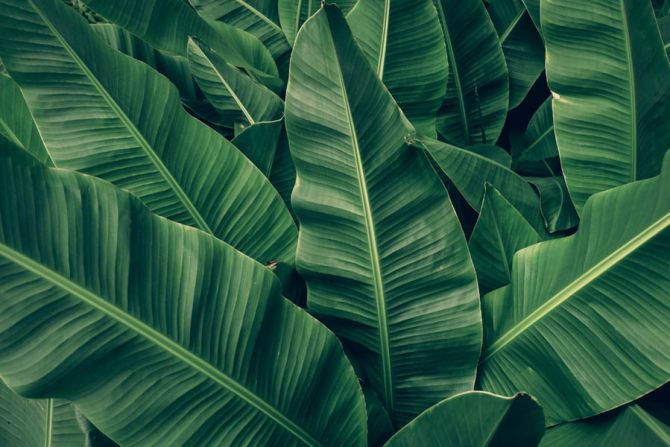 Фотообои Зелёные банановые листья