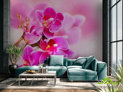 выбрать Фотообои Орхидея Розовые фотообои на стену