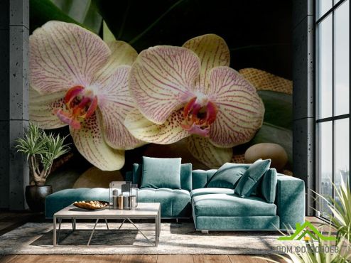 выбрать Фотошпалери Смугасті орхідеї Фотошпалери Фотошпалери Квіти: квадратна, горизонтальна, зелений, зелений орієнтація на стіну