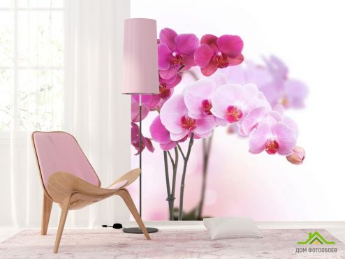 выбрать Фотообои Белые и розовые орхидеи Фотообои, цвет: «фото» на стену