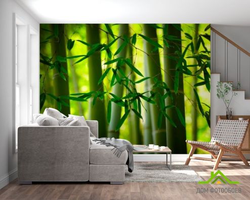 выбрать Фотошпалери Бамбук та листочки Фотошпалери Фотошпалери Природа: квадратна, горизонтальна, зелений, зелений орієнтація на стіну